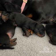 Dachshund (Standard & Miniature) - Both