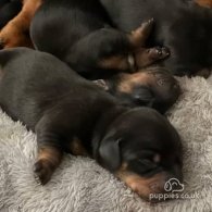 Dachshund (Standard & Miniature) - Both