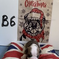 English Bulldog - Both