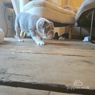 English Bulldog - Both