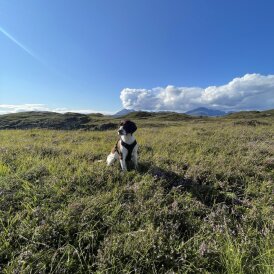 English Springer Spaniel