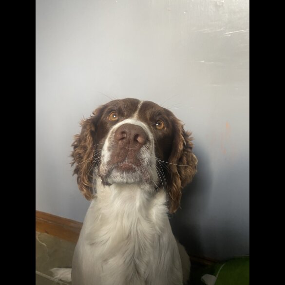 English Springer Spaniel