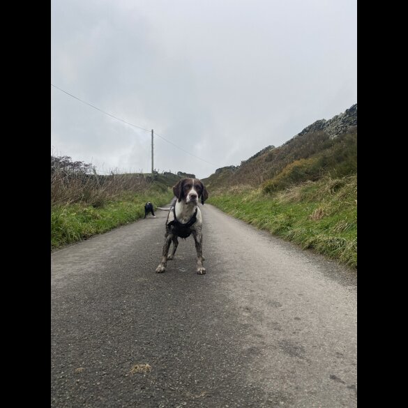 English Springer Spaniel