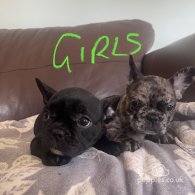 French Bulldog - Both