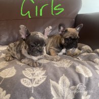 French Bulldog - Both