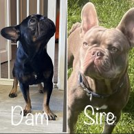 French Bulldog - Both