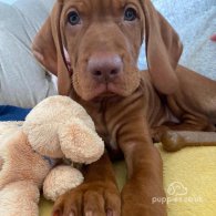 Hungarian Vizsla - Both