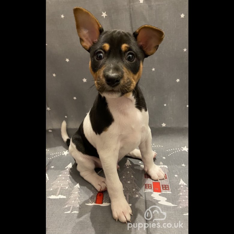 Rat terrier hot sale puppies for sale