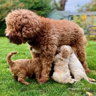 Labradoodle - Both