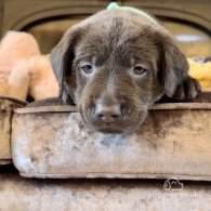 Labrador Retriever - Both