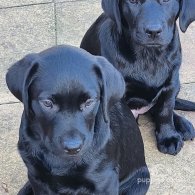 Labrador Retriever - Both