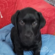 Labrador Retriever - Both