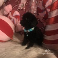 Miniature Poodle - Both