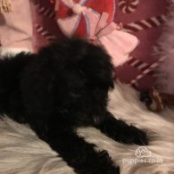 Miniature Poodle - Both