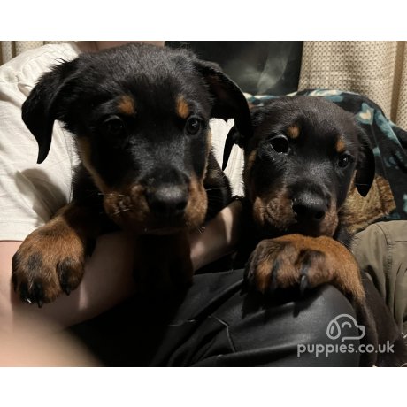 Newborn rottweiler deals puppies for sale