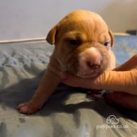 Shar Pei - Both