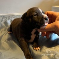 Shar Pei - Both