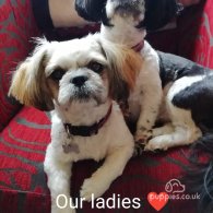 Shih Tzu - Dogs