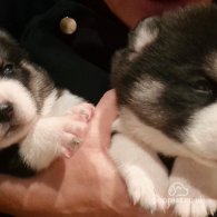 Siberian Husky - Both