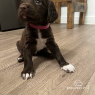 Sprocker Spaniel - Both