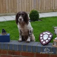 Sprocker Spaniel - Both