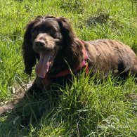 Sprocker Spaniel - Both