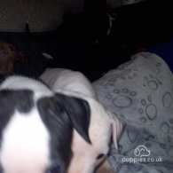 Staffordshire Bull Terrier - Both