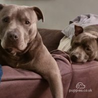 Staffordshire Bull Terrier - Both