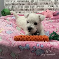 West Highland White Terrier - Both