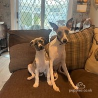 Whippet - Both