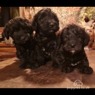 Bedlington Terrier - Both