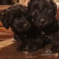 Bedlington Terrier - Both