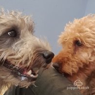 Bedlington Terrier - Both