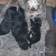 Bedlington Terrier - Both