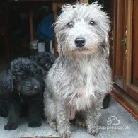 Bedlington Terrier - Both