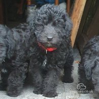 Bedlington Terrier - Both