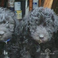 Bedlington Terrier - Both