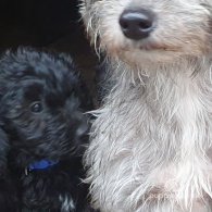 Bedlington Terrier - Both