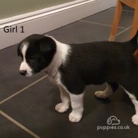 Border Collie - Both