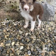 Border Collie - Both