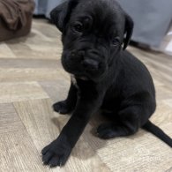 Cane Corso - Both