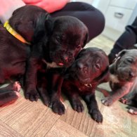 Cane Corso - Both