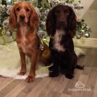 Cocker Spaniel (Working & Show) - Both