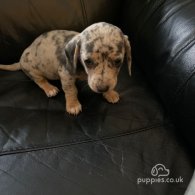 Dachshund (Standard & Miniature) - Both