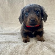 Dachshund (Standard & Miniature) - Both