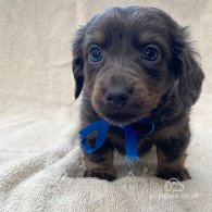 Dachshund (Standard & Miniature) - Both