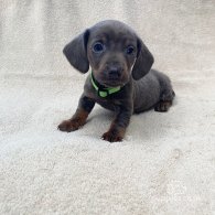 Dachshund (Standard & Miniature) - Both