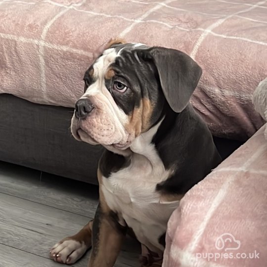 Mammut bulldog puppies for sales sale