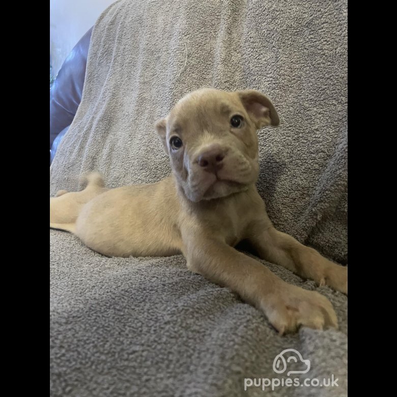 English pitbull for store sale