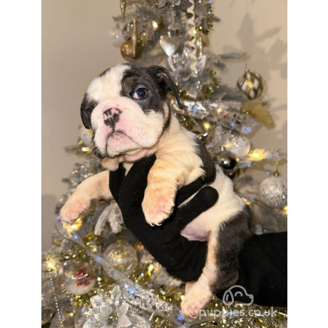 Black and white english hot sale bulldog puppies for sale